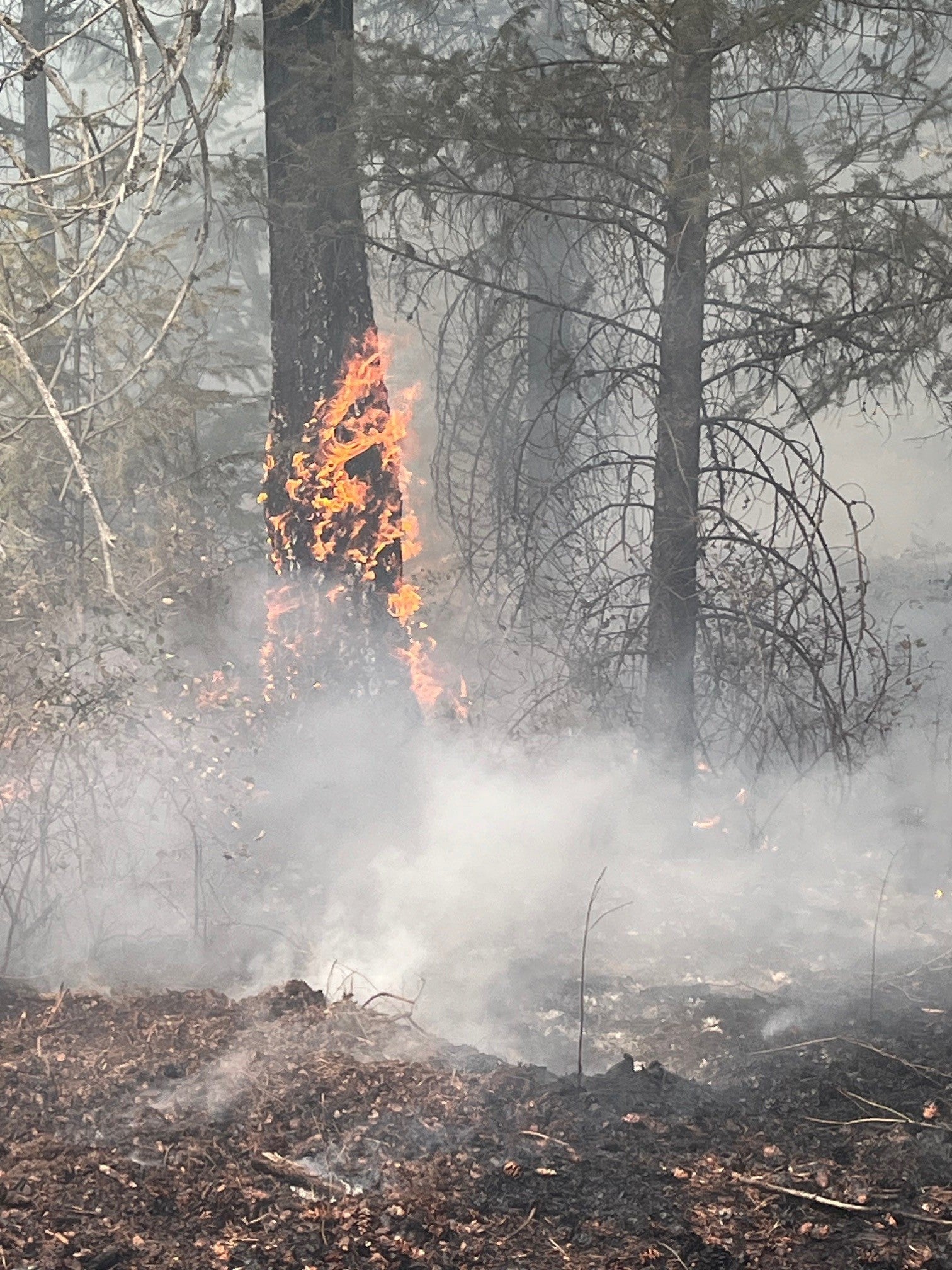 Fire crawling up a tree